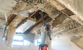 Best Residential Mold Inspection & Testing in USA